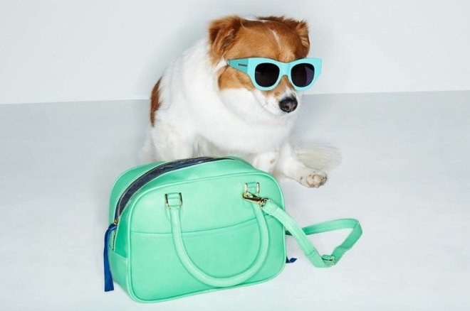 adorable-dogs-for-shopbops-latest-accessories-lookbook-1