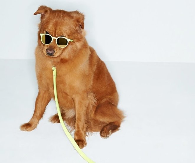 adorable-dogs-for-shopbops-latest-accessories-lookbook-2