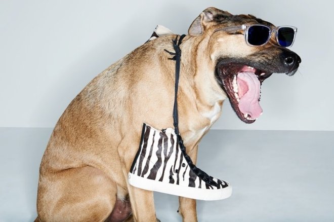 adorable-dogs-for-shopbops-latest-accessories-lookbook-3